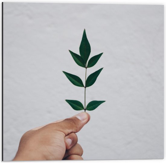Dibond - Smal Groen Blad in Hand voor Witte Muur - 50x50cm Foto op Aluminium (Wanddecoratie van metaal)