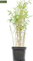 Fargesia Winter Joy - totale hoogte 80-100 cm - pot 5 ltr - Bamboe en grassen  - MyPalmShop