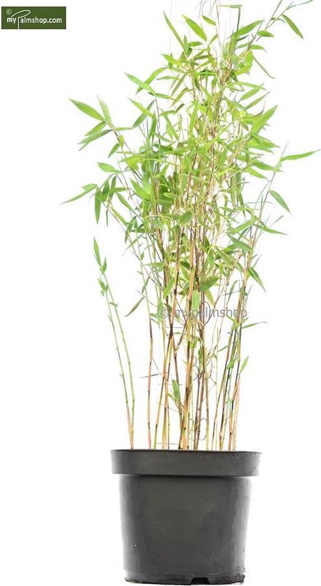 Maladroit Vooruitgang barsten Fargesia Winter Joy - totale hoogte 80-100 cm - pot 5 ltr - Bamboe en  grassen - MyPalmShop | bol.com
