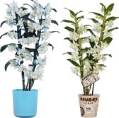 Mama's Planten - Dendrobium Bamboo – Blauw En Apollon Wit - Mix - 2 Stuks - Vers Van De Kweker - ↨ 50cm - ⌀ 12cm