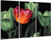 Glasschilderij Tulp - Oranje, Groen, Zwart - 120x80cm 3Luik - Foto Op Glas - Geen Acrylglas Schilderij - GroepArt 6000+ Glas Art Collectie - Maatwerk Mogelijk