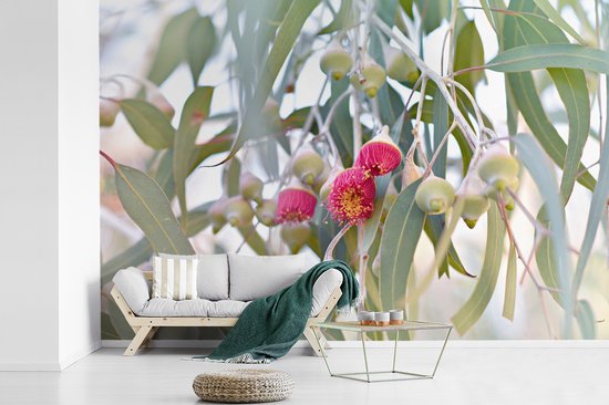 Papier peint Papier peint photo en vinyle - Fleurs d'eucalyptus roses entre les feuilles largeur 600 cm x hauteur 400 cm - Tirage photo sur papier peint (disponible en 7 tailles)