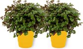 2x Kamerplant Callisia Turtle - Schildpadplant ± 20cm hoog - 12cm diameter - in gele pot