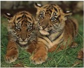Tiger Cubs Poster 50x40cm