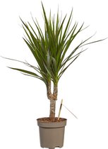 Dracaena Marginata – ↨ 45cm – ⌀ 11cm