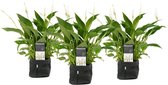 Decorum Spathiphyllum Bellini in Sizo bag black - 3 stuks – ↨ 40cm – ⌀ 15cm