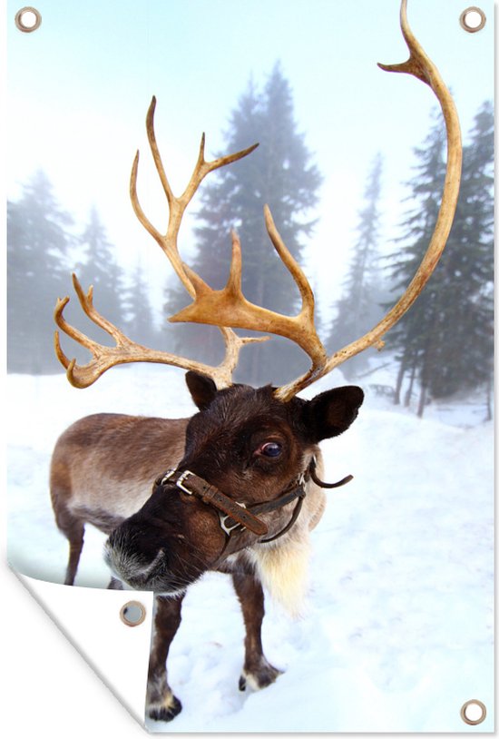 Affiche de jardin Renne dans la neige 80x120 cm - Toile de jardin / Toile d'extérieur / Peintures d'extérieur (décoration de jardin)
