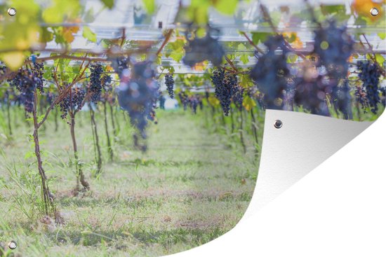 Tuindecoratie Paarse druif trossen in zonovergoten wijngaard - 60x40 cm - Tuinposter - Tuindoek - Buitenposter