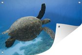 Tuindecoratie Groene zwemmende schildpad fotoprint - 60x40 cm - Tuinposter - Tuindoek - Buitenposter