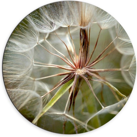 Dibond Wandcirkel - Close-up van Paardenbloem - 70x70cm Foto op Aluminium Wandcirkel (met ophangsysteem)