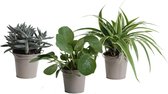 Hellogreen Kamerplant - Trio Eden Collection ® - Pilea Peperomioides, Crassula Tenelli, Chlorophytum Ocean - 15 cm - zomers zink taupe