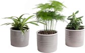 Hellogreen Kamerplant - Bijzonder Trio - 15 cm - Laos keramiek warmgrijs