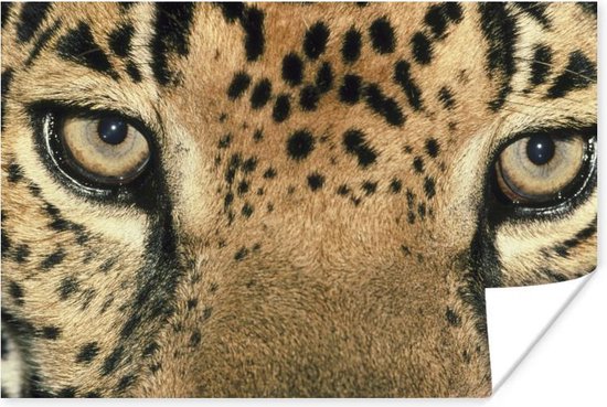 Affiche Jaguar - Yeux - Points - 120x80 cm | bol.com