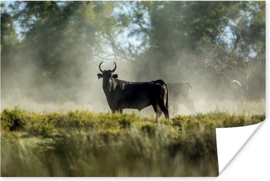 Affiche Taureaux noirs en Camargue - 30x20 cm