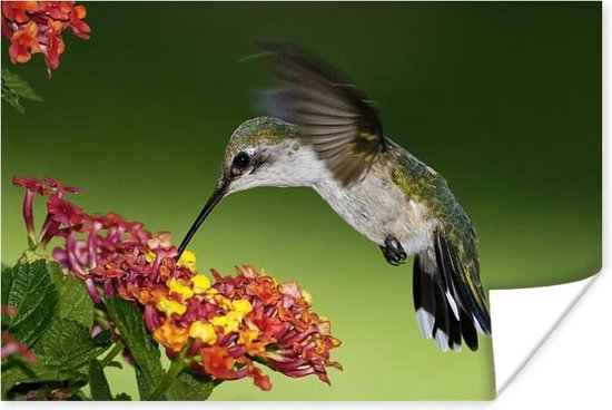 Colibri femelle se nourrit d'une fleur de Lantana Poster 30x20 cm - petit - Tirage photo sur Poster (décoration murale salon / chambre)