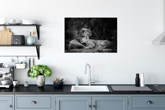 Poster Lion et lionne papier 90x60 cm - Tirage photo sur Poster (décoration murale salon / chambre) / Poster Animaux sauvages
