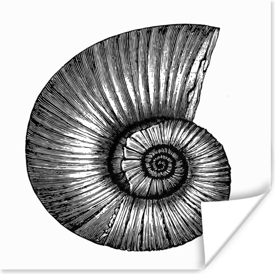 Poster Een zwart-wit illustratie van een schelp - 60x80 cm