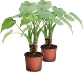 Hellogreen Kamerplant - Alocasia Cucullata - 40 cm - op stam