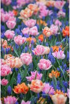 Aluminium Schilderij Vrolijke Voorjaarsbloemen