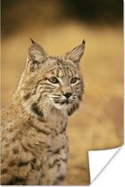 Portretfoto rode lynx poster papier 80x120 cm - Foto print op Poster (wanddecoratie woonkamer / slaapkamer) / Wilde dieren Poster
