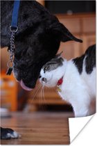 Kat met hond poster papier 40x60 cm - Foto print op Poster (wanddecoratie woonkamer / slaapkamer) / Huisdieren Poster