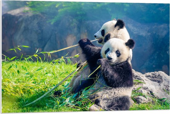 Forex - Bamboe etend Pandakoppel - 90x60cm Foto op Forex