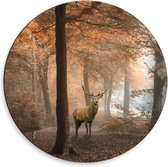 Dibond Wandcirkel - Rendier in Bos - 50x50cm Foto op Aluminium Wandcirkel (met ophangsysteem)