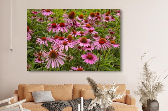 Peintures sur toile - Fleurs d'échinacée colorées dans un environnement verdoyant - 150x100 cm - Décoration murale