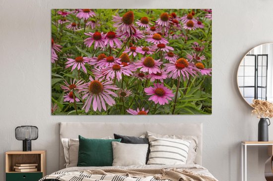 Peintures sur toile - Fleurs d'échinacée colorées dans un environnement verdoyant - 150x100 cm - Décoration murale