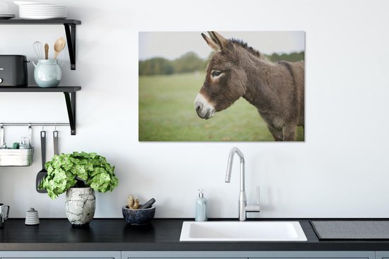 Gros plan âne nain 60x40 cm - Tirage photo sur toile (Décoration murale salon / chambre) / Peintures sur toile animaux sauvages