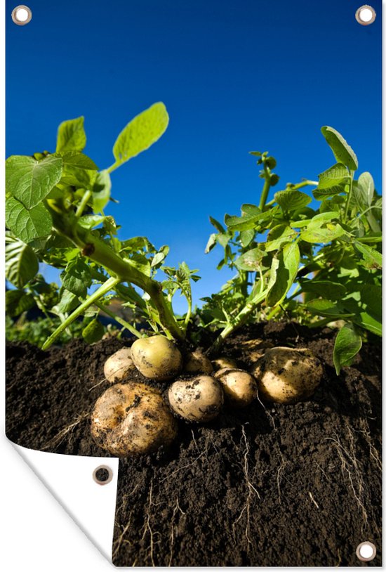 Tuindecoratie Aardappel - Modder - Planten - Bladeren - 40x60 cm - Tuinposter - Tuindoek - Buitenposter