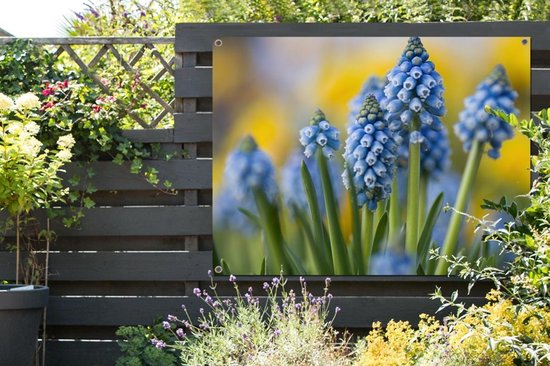 Tuinposter 120x90 cm - Tuindecoratie Close-up van meerdere druifhyacinten - Poster voor in de tuin - Buiten decoratie - Schutting tuinschilderij - Tuindoek muurdecoratie - Wanddecoratie balkondoek