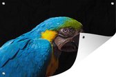 Tuindecoratie Blauwe ara papegaai op zwarte achtergrond - 60x40 cm - Tuinposter - Tuindoek - Buitenposter