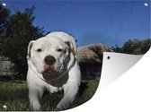 Tuinschilderij Bulldog - Amerika - Gras - 80x60 cm - Tuinposter - Tuindoek - Buitenposter