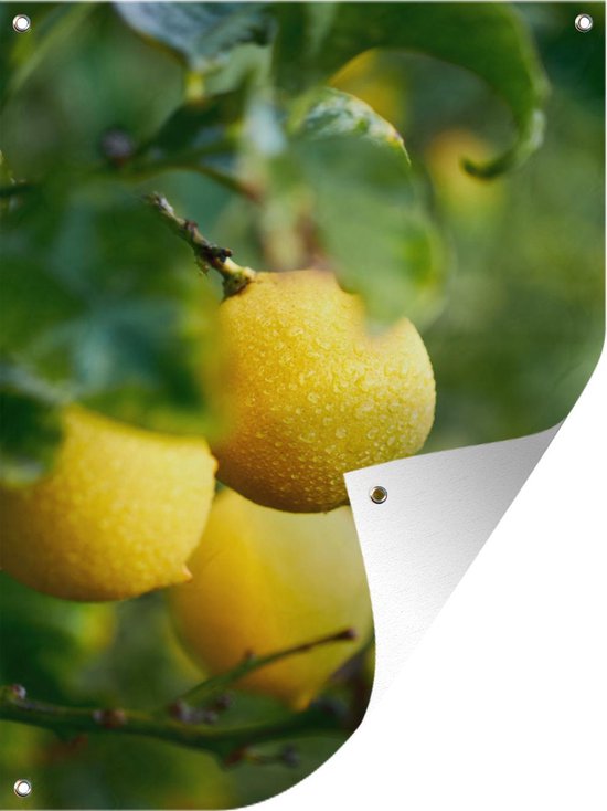 Tuin decoratie Condens op citroenen - 30x40 cm - Tuindoek - Buitenposter