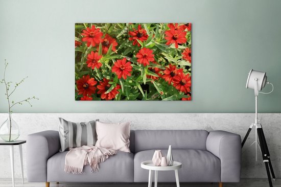 Canvas Schilderij Rode zinnia bloemen tijdens een zonnige middag - 120x80 cm - Wanddecoratie