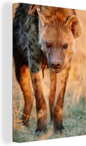 Hyène marche sur une plaine au coucher du soleil Toile 20x30 cm - petit - Tirage photo sur Toile (Décoration murale salon / chambre) / Animaux sauvages Peintures sur toile