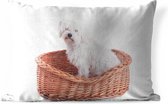 Buitenkussens - Tuin - Maltezer hond zit in een mand - 50x30 cm