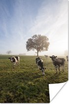 Kudde grazende koeien in een mistig weiland 120x180 cm XXL / Groot formaat! - Foto print op Poster (wanddecoratie woonkamer / slaapkamer)