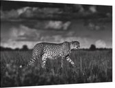 Jagende Cheetah - Foto op Canvas - 90 x 60 cm