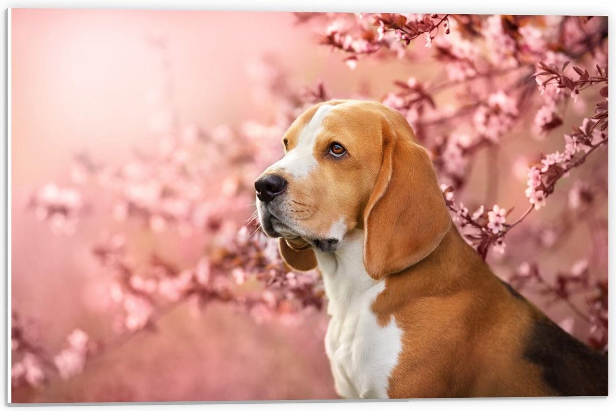 Forex - Beagle turend voor Bloesemboom - 60x40cm Foto op Forex
