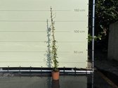Tropictrees - Toscaanse Jasmijn - Klimplant - Wit - Winterhard - Hoogte 200cm - Pot ⌀ 20 cm