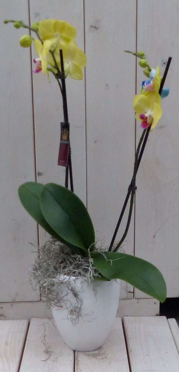 Vlinderorchidee geel 2 stelen in hoge witte pot 60 cm Warentuin Nat...