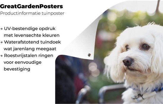 Affiche de jardin mignon chien maltais 180x120 cm - Toile de jardin / Toile d'extérieur / Peintures d'extérieur (décoration de jardin) XXL / Groot format!
