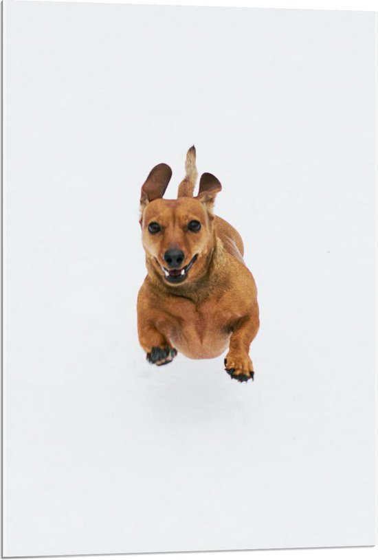 Acrylglas - Sprintende Hond - 60x90cm Foto op Acrylglas (Wanddecoratie op Acrylglas)
