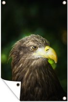 Affiche de jardin aigle chauve européen à l'aspect latéral 80x120 cm - Toile de jardin / Toile d'extérieur / Peintures d'extérieur (décoration de jardin)