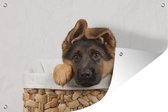 Muurdecoratie Duitse herder pup in mand - 180x120 cm - Tuinposter - Tuindoek - Buitenposter