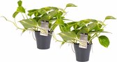 Kamerplanten van Botanicly – 2 × Drakenklimop met grijze sierpot als set – Hoogte: 15 cm – Scindapsus Aureum