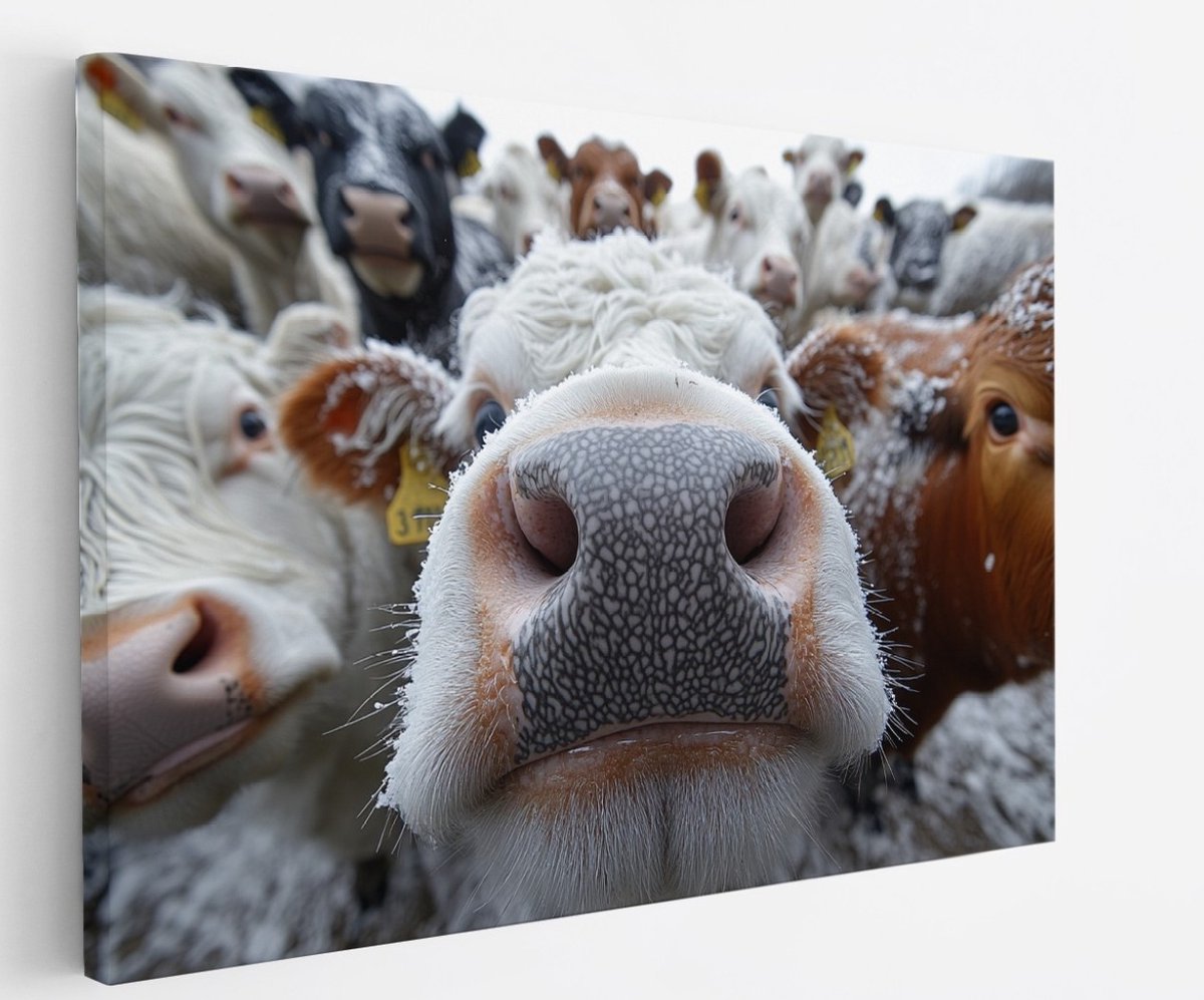 Saammp Canvas Schilderij - Grappige Koeien - Natuur - Dieren - 50x40 - Foto op canvas - Wanddecoratie - Muurdecoratie Woonkamer - Slaapkamer decoratie - Canvas Print Multicolor