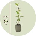 Kiwiplant van 20-40 cm hoog in een grijze pot, met indicatie voor potmaat 9cm.